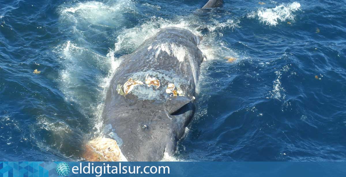 Cachalote varado en la costa de Tenerife con heridas por impacto con barco