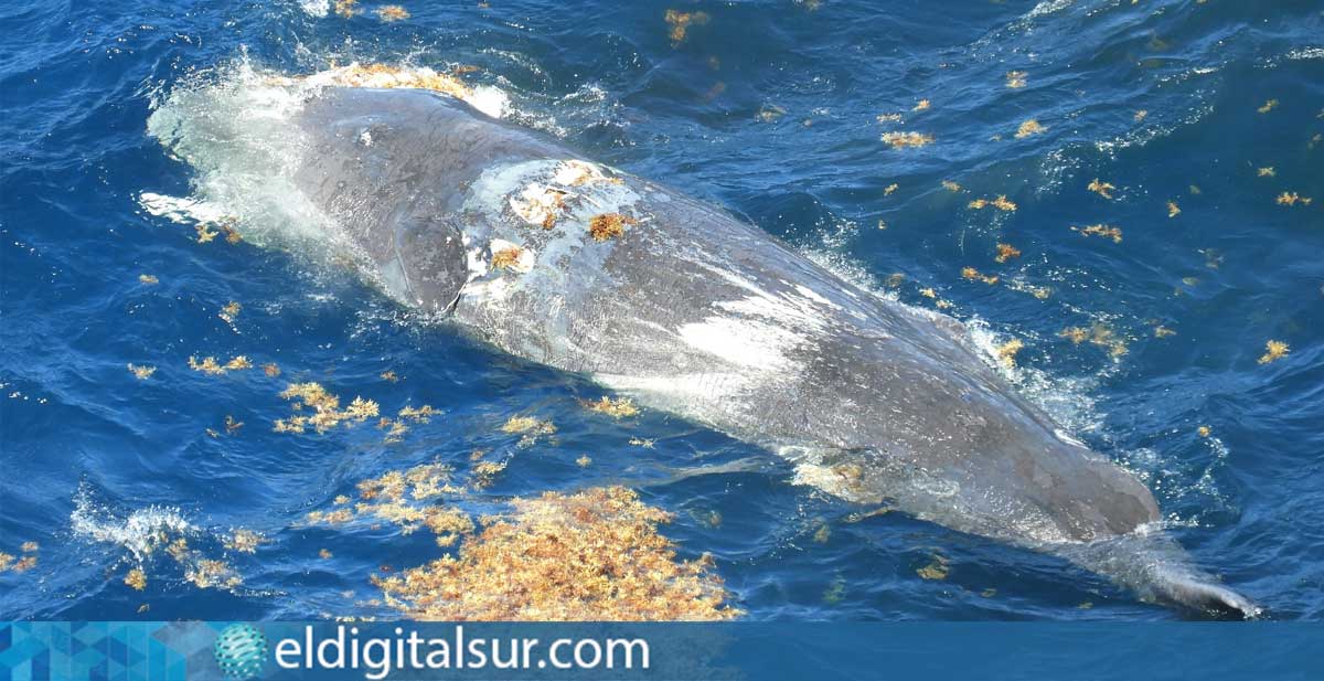 Cachalotes muertos varados en la costa de Canarias con heridas visibles por colisiones con barcos