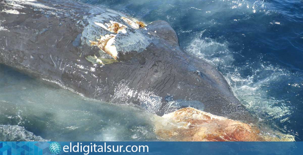 Cachalote adulto fallecido en Canarias