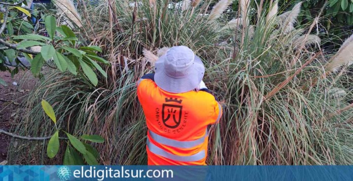 Control de la flora exótica invasora en Tenerife