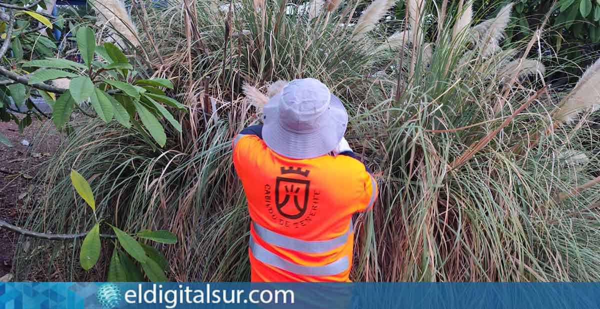 Control de la flora exótica invasora en Tenerife