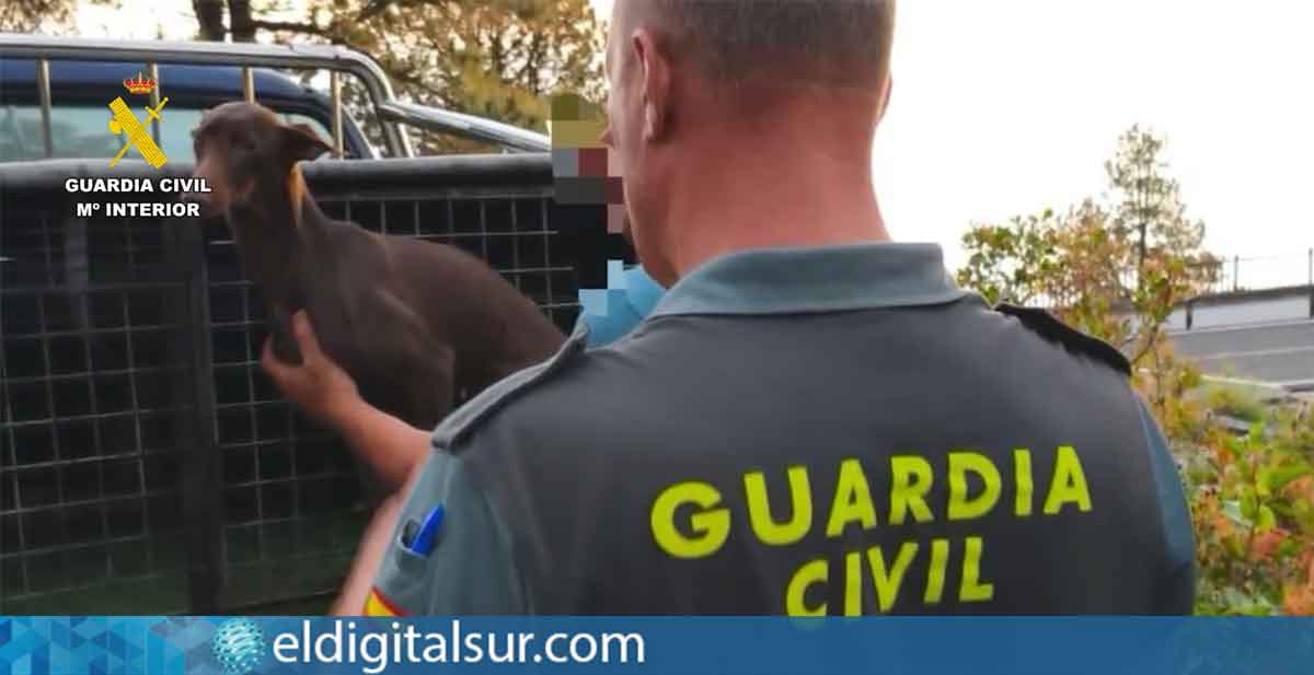 Momento de la intervención de la Guardia Civil durante la operación