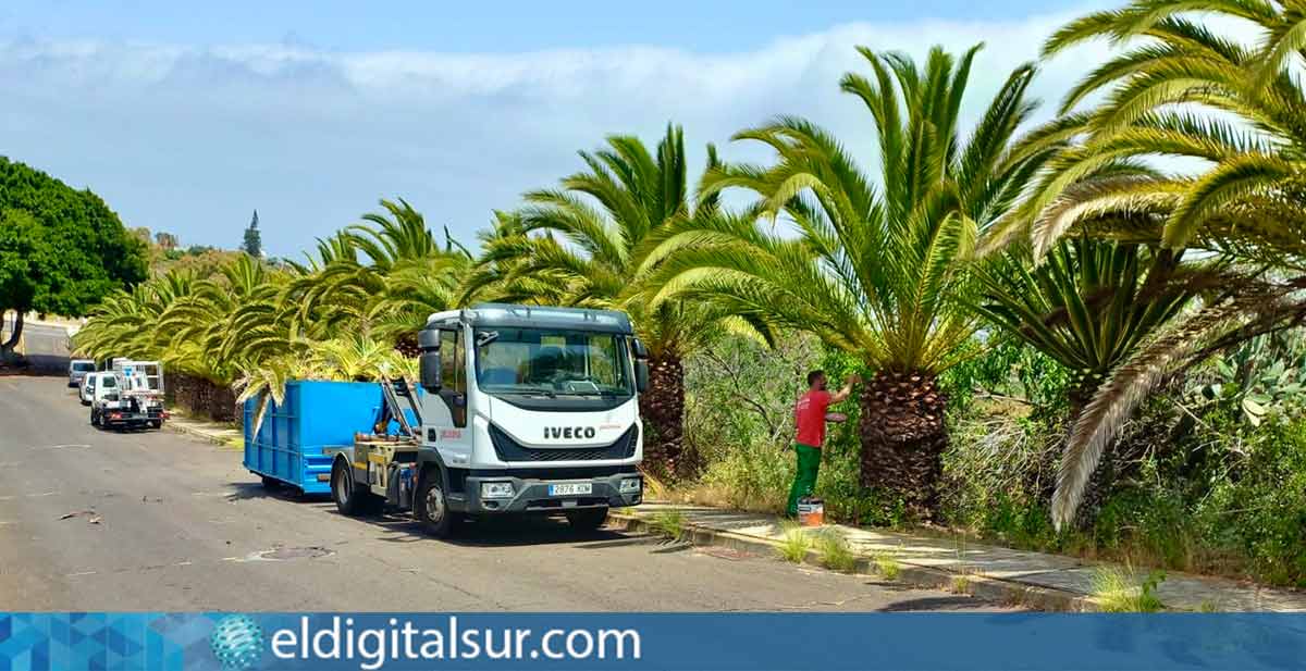Poda y mantenimiento de palmeras