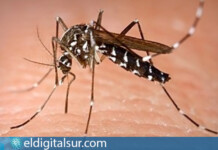 Mosquito Aedes albopictus