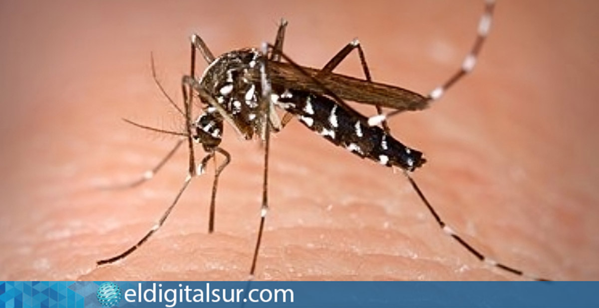 Mosquito Aedes albopictus