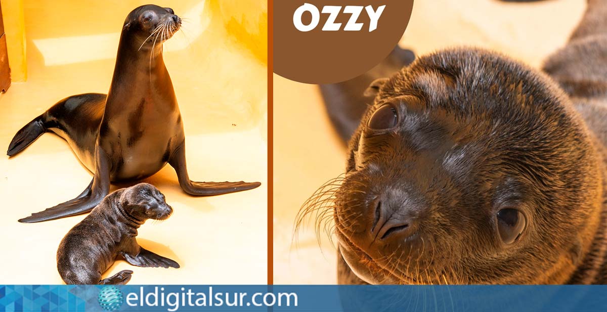 Ozzy, la nueva cría de león marino californiano en Loro Parque, hijo de Brisa