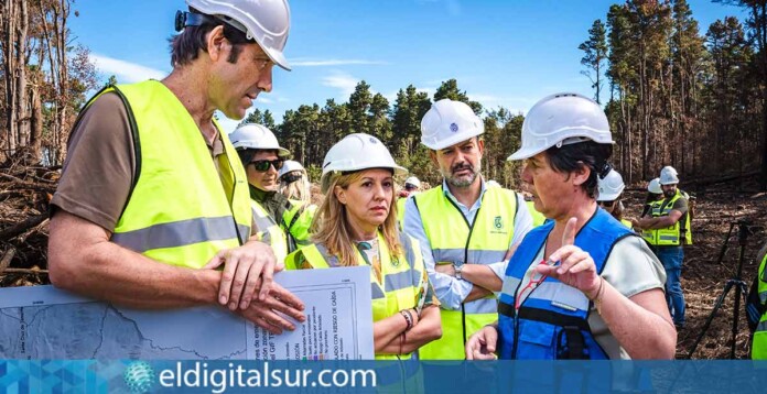 Rosa Dávila y Blanca Pérez anuncian el proyecto de restauración de pinares en Tenerife, con inicio en el Pinar de Acentejo