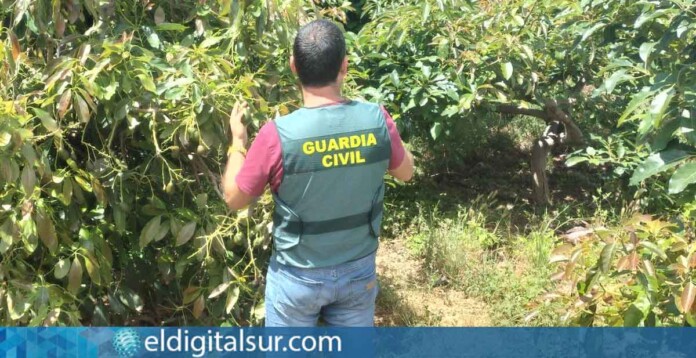 aguacate-guardia-civil-080725 Un agente del Equipo ROCA de la Guardia Civil durante las labores de investigación en fincas agrícolas