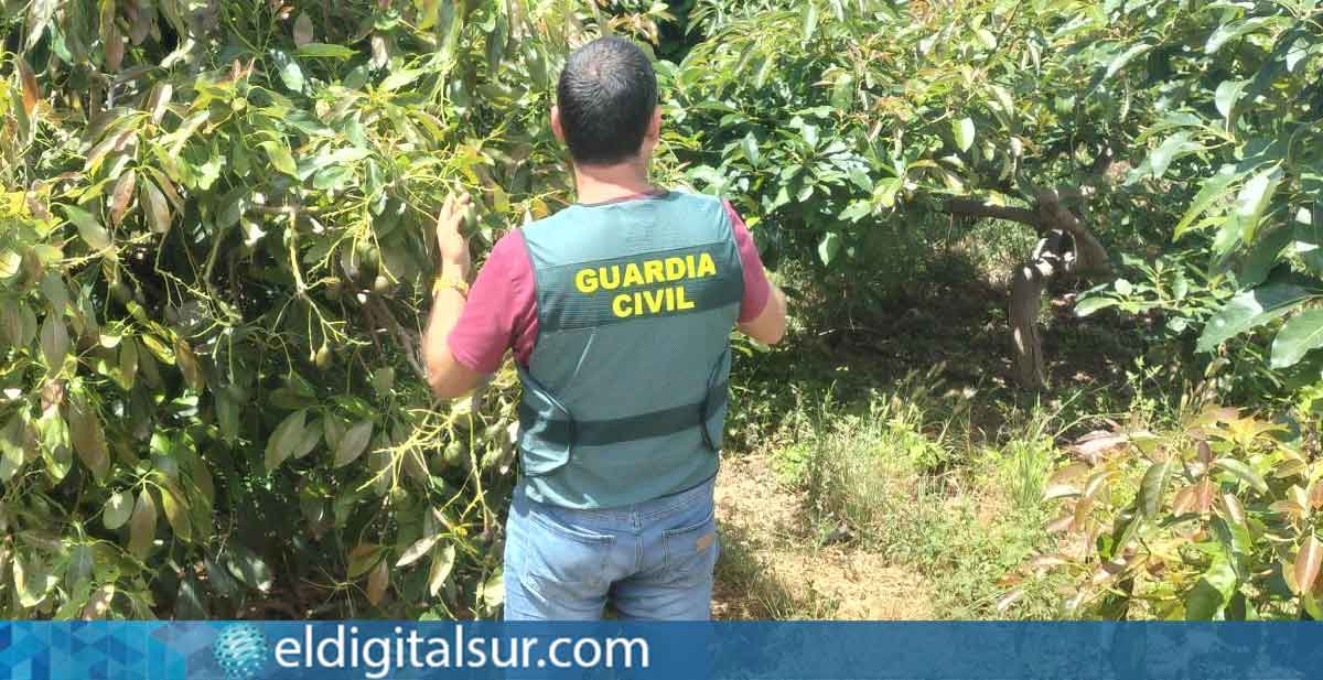 Un agente del Equipo ROCA de la Guardia Civil durante las labores de investigación en fincas agrícolas