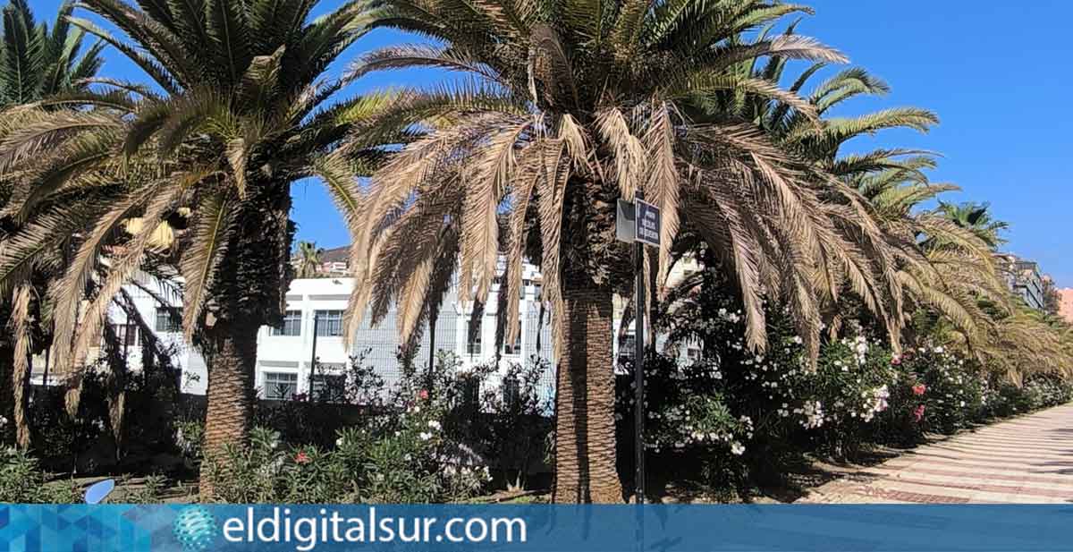 Palmeras en proceso de secado en una zona verde de Arona