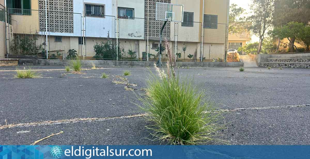 Monte creciendo dentro de una de las canchas deportivas de Arona