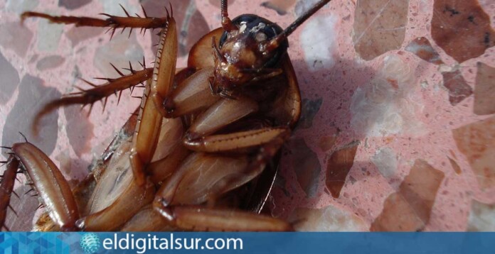 cucaracha americana (Periplaneta americana) / Foto: Beeki - Pexels