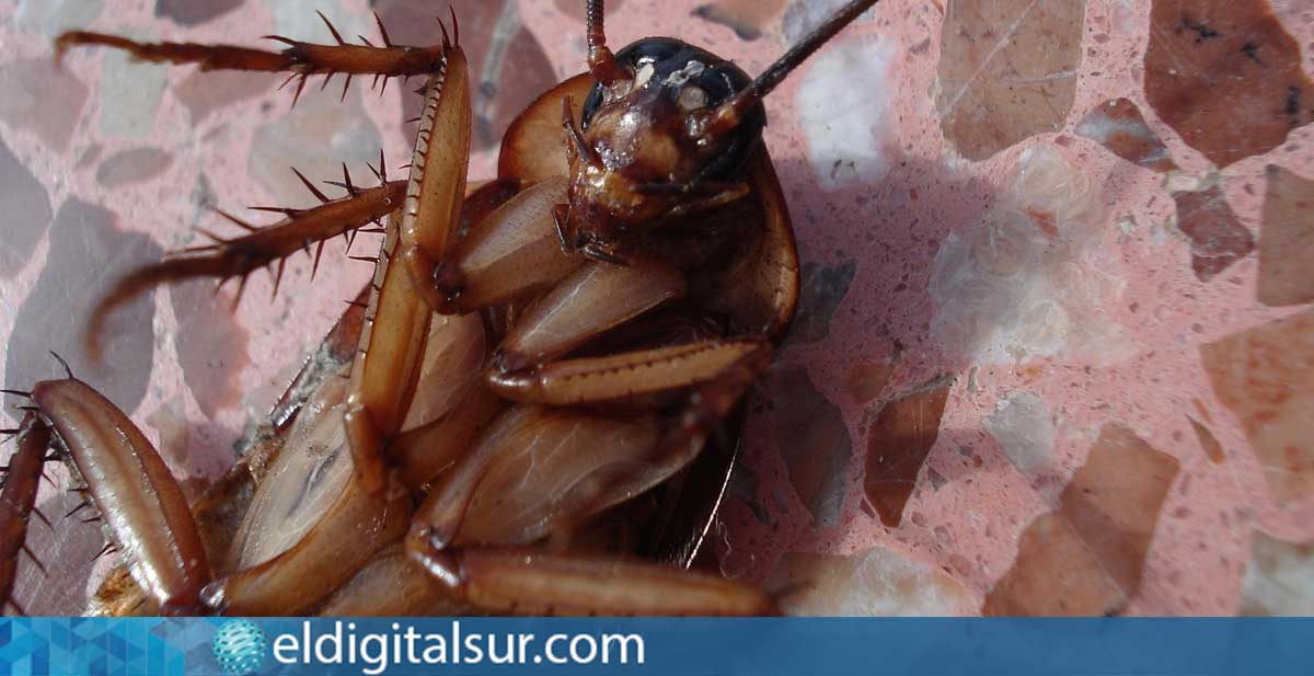 cucaracha americana (Periplaneta americana) / Foto: Beeki - Pexels