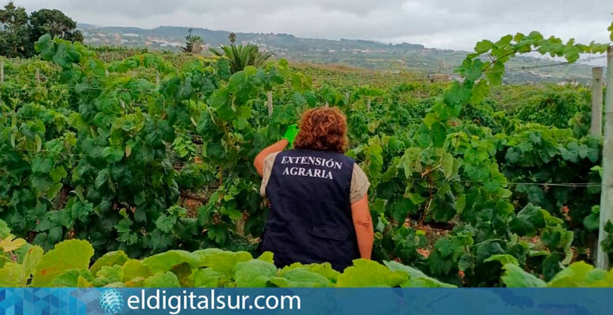 Técnicos de las 10 Agencias de Extensión Agraria de Tenerife inspeccionan viñas para prevenir la propagación de la filoxera