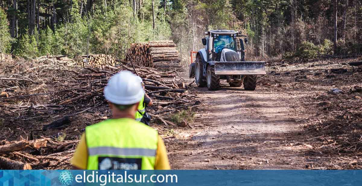 Trabajos de recuperación y reforestación en el pinar afectado por el incendio de 2023