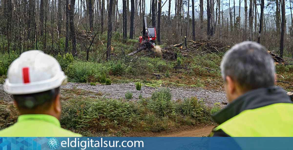 Los pinos radiata serán reemplazados por especies de monteverde en las zonas afectadas por el incendio de 2023 en Tenerife