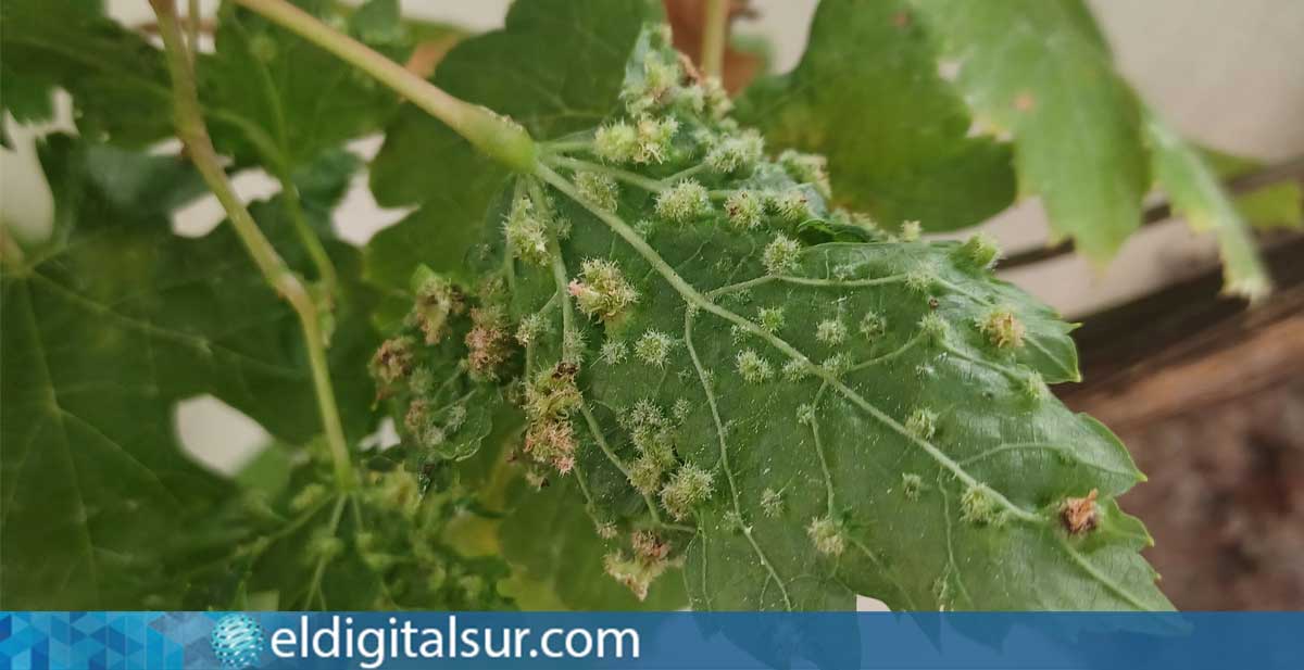 Plantas afectadas por la plaga de filoxera en viñedos de Tenerife