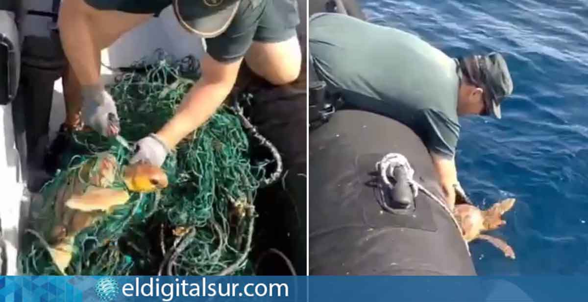 Agentes del Servicio Marítimo de la Guardia Civil liberan a una tortuga boba atrapada en redes flotantes frente a la costa de Tenerife