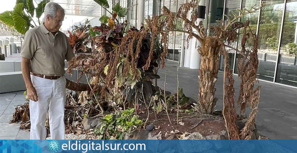 Rafael Dolado, presidente del CIT Sur, frente a las plantas secas en el entorno del aeropuerto