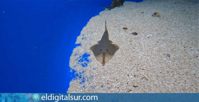 Crías de tiburón guitarra nacidas en el acuario de Loro Parque