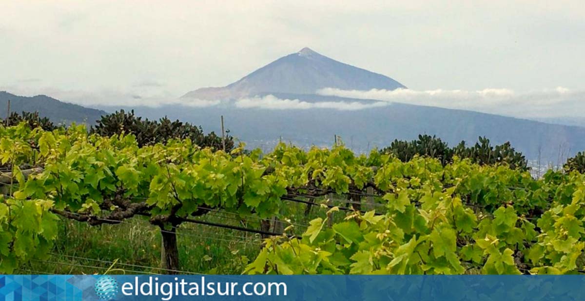 Cultivo de la vid Tenerife