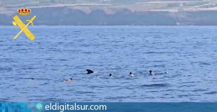 Turistas nadando junto a un grupo de cetáceos en aguas protegidas del sur de Tenerife