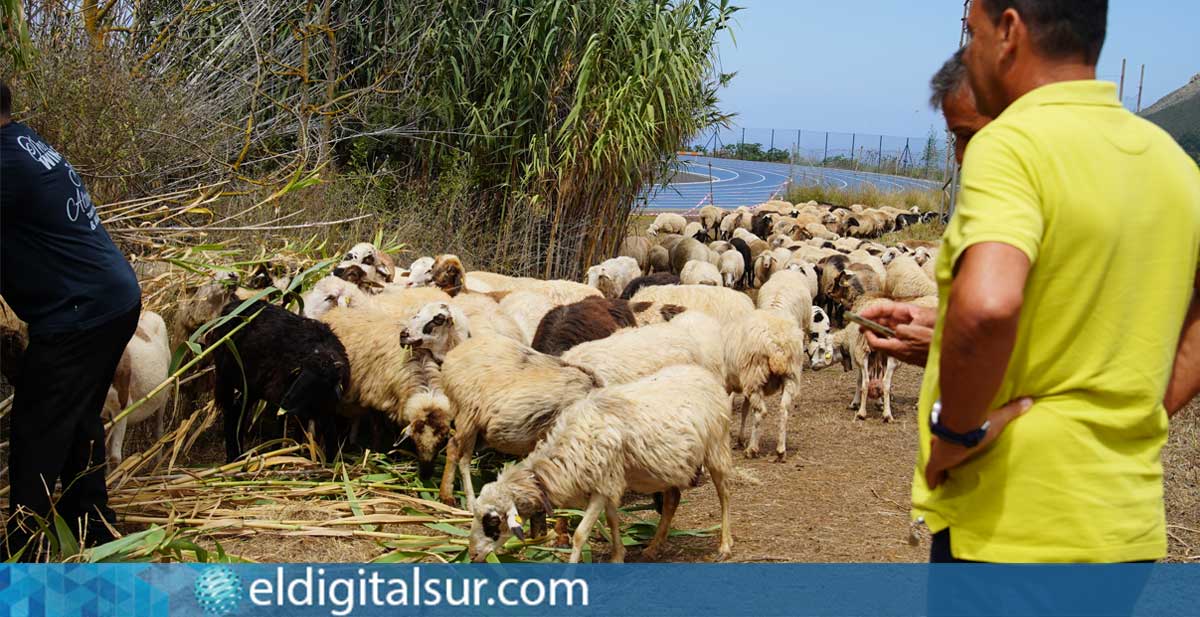 Ovejas limpian barrancos y parcelas en Tegueste