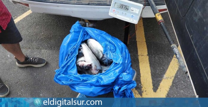 Parte de los 120 kilos de lubina intervenidos por la Guardia Civil en el sur de Tenerife