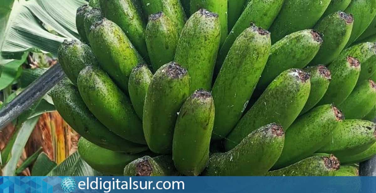 Una platanera afectada por plagas en Tenerife, imagen cedida por Atratican a eldigitalsur
