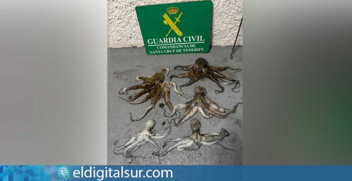 Cinco ejemplares de pulpo incautados por la Guardia Civil en la Playa de Punta Larga