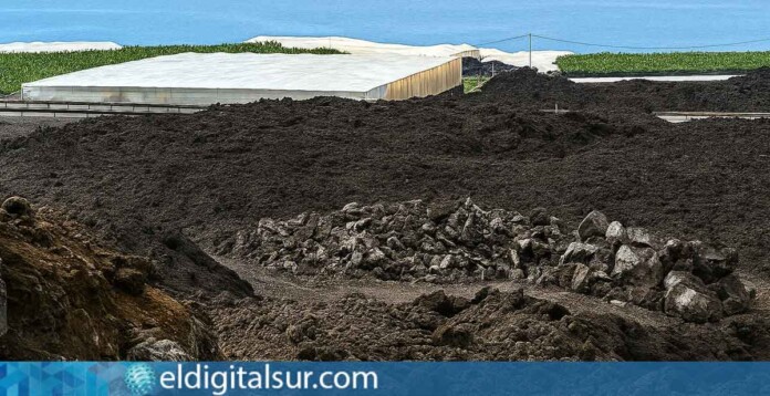 zona de plataneras dañada por la erupción y pendiente de reconstruir