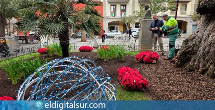 Flores de pascua que decoran plazas y jardines de La Laguna