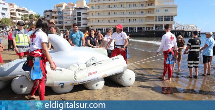 Momentos del simulacro de varamiento de cetáceos desarrollado en la playa de El Médano