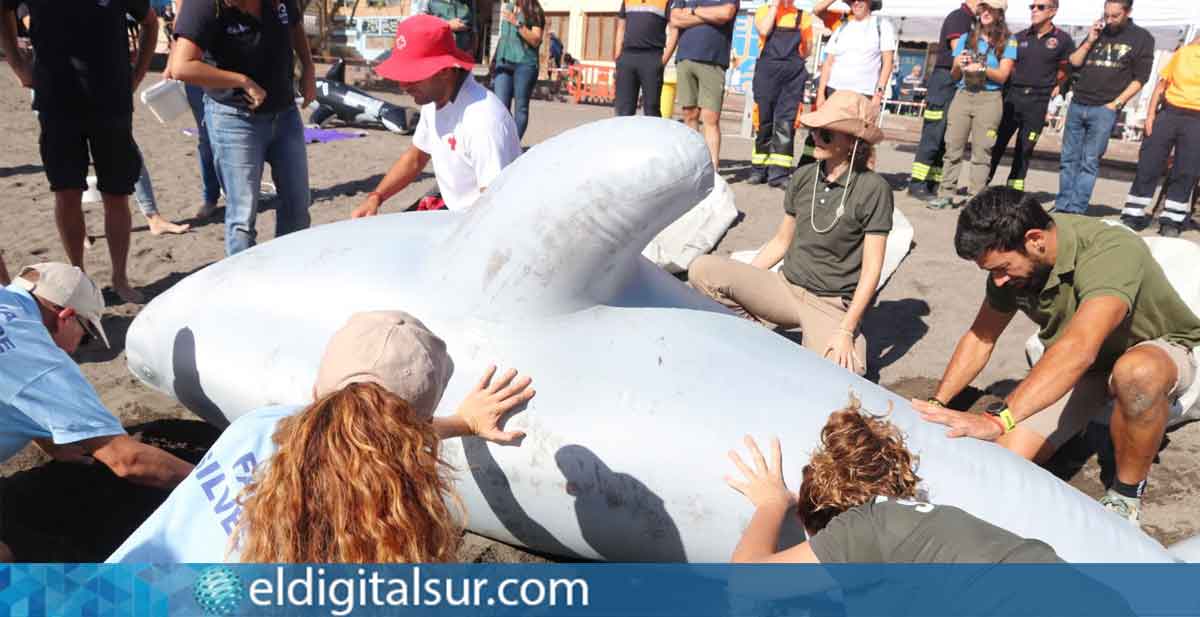 Momentos del simulacro de varamiento de cetáceos desarrollado en la playa de El Médano