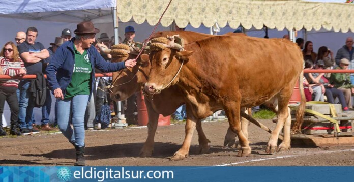 38º Concurso de Arrastre de Ganado en San Juan de Tacoronte