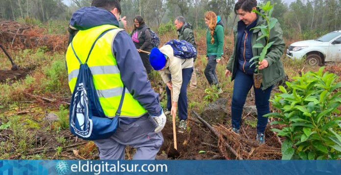 Jóvenes voluntarios plantan ejemplares de especies autóctonas de Monteverde en El Sauzal