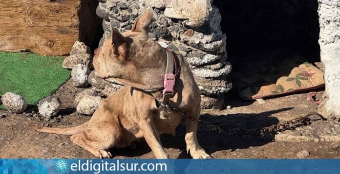 American-Bully-170326 Perro rescatado por agentes del Proteu en la playa del Muerto / EDS