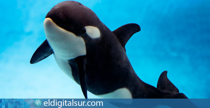 Teno celebra su primer año en Loro Parque