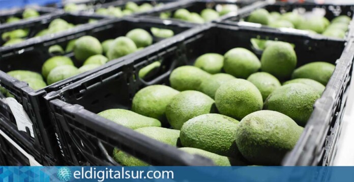 Aguacates canarios comercializados en la sección de frutas y verduras