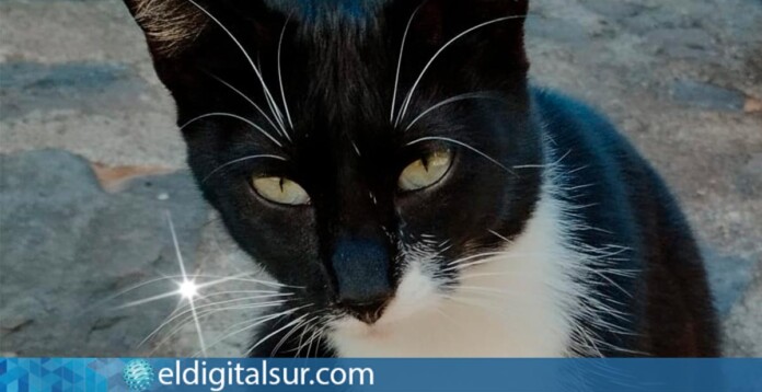 Adopción responsable de gatos del programa CER en San Juan de la Rambla