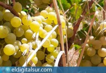 Viñedo