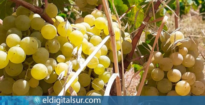 Viñedo