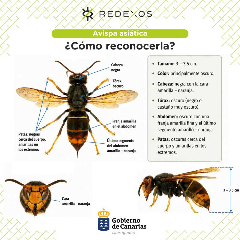 ¿Sabes cómo identificar a la avispa asiática? Presta atención a estos detalles anatómicos clave para reconocerla