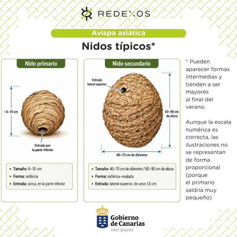 Características y dimensiones típicas de los nidos de la avispa asiática en sus diferentes fases