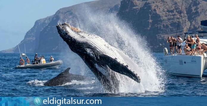 Una ballena emerge ante un grupo de turistas