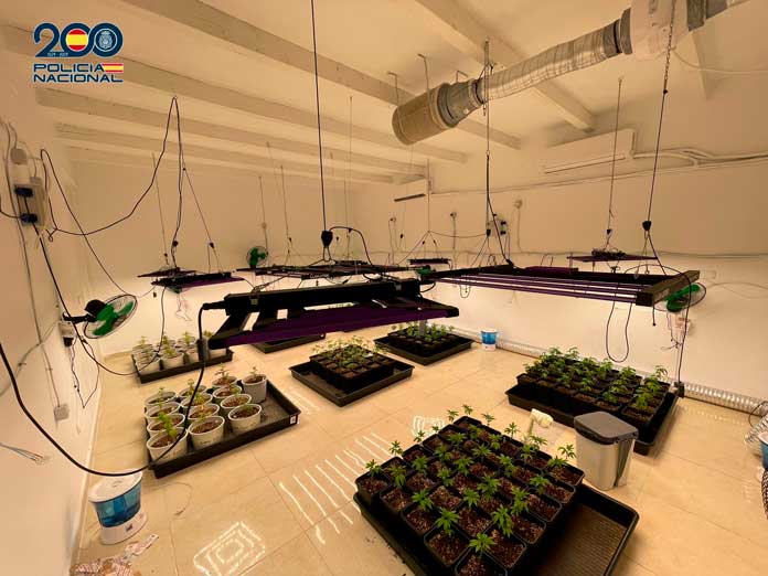 Plantación de marihuana en modalidad “indoor” / Policía Nacional