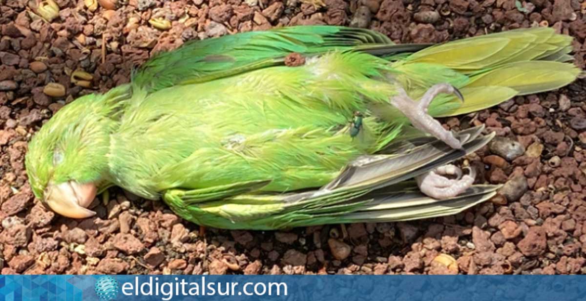 Cotorras muertas en Costa del Silencio, imagen cedida por Susi Rossi a EDS