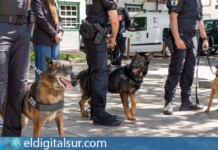 Los perros Champion, Trueno y Nami, integrantes de la nueva Unidad Canina Policial (UCK9) de la Policía Local de Arona