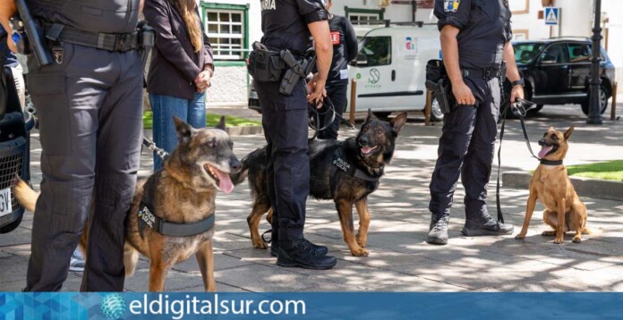 Los perros Champion, Trueno y Nami, integrantes de la nueva Unidad Canina Policial (UCK9) de la Policía Local de Arona