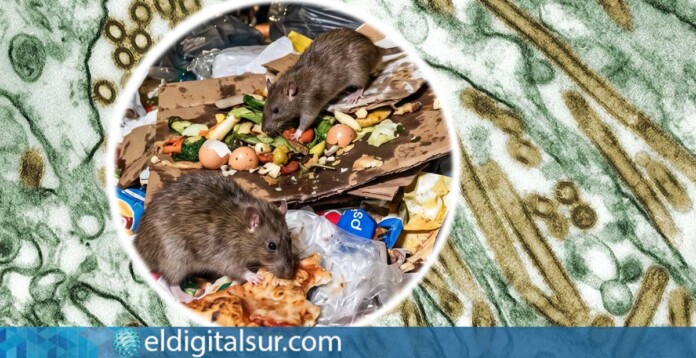 ¿Cómo transmiten los roedores el hantavirus y qué relación tiene la cepa de los Andes con el brote en un crucero procedente de Argentina?